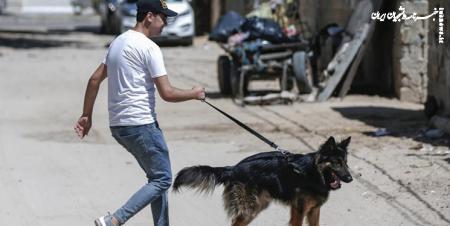 قوانین سخت‌گیرانه کشورهای مختلف برای «سگ‌گردانی»