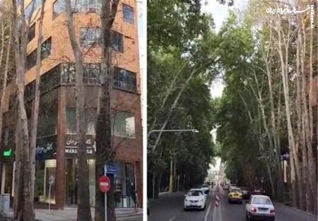 بررسی  خشک شدن مشکوک درختان خیابان ولیعصر(عج) توسط دادستان تهران