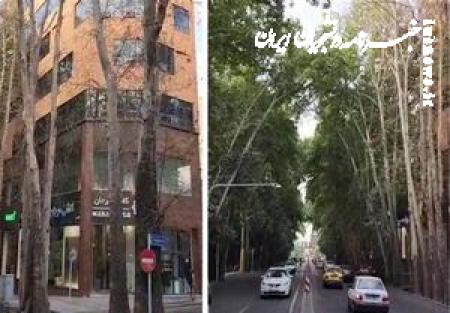 خشکاندن عمدی ۱۳ اصله درخت در خیابان ولیعصر