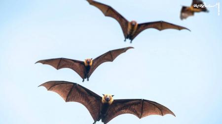 حضور خفاش‌ها در تهران  و  واکنش یک مقام محیط‌زیست
