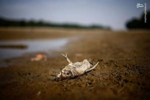 تصاویر| خشکسالی بی سابقه در اروپا