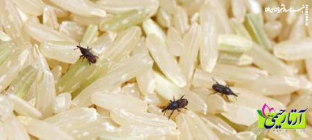 دانلود جزوه سه آفت مهم برنج