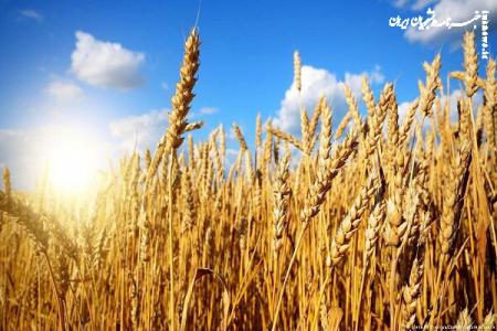 کاهش ۴۰ درصدی واردات گندم در سال جاری