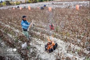تصاویر زیبایی از برداشت پنبه در مزارع ایران