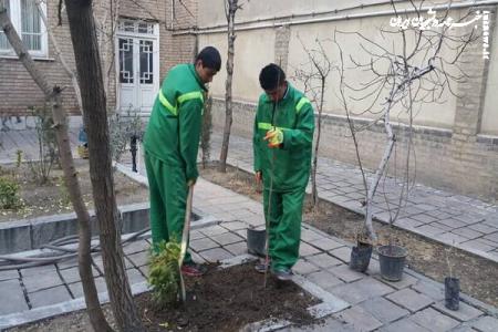 شهرداری برای تسویه هوا در منازل شهروندان درخت میکارد
