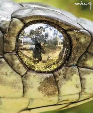 عکاس حیات وحش عکسی زیبا از چشم مار گرفت
