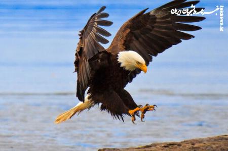 شنای حیرت‌انگیز عقاب روی دریا؛ تلاش جالب برای نگه داشتن شکار! +فیلم