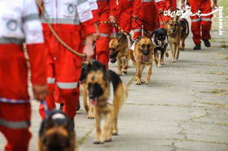 استراحت کادر هلال احمر و سگ زنده یابش در ترکیه +عکس