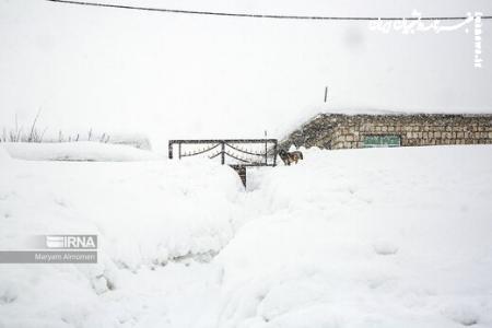 خانه‌های این شهر زیر برف مدفون شدند +عکس