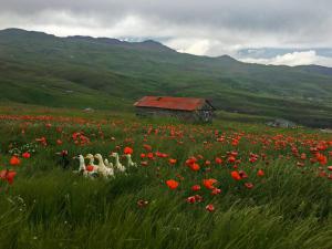 ۱۰ والپیپر خیره کننده از طبیعت ایران برای رایانه +دانلود