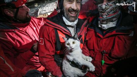 داوطلبان بیش از ۳۰۰ حیوان را در استان زلزله‌زده هاتای ترکیه نجات می‌دهند