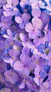 ۱۰ والپیپر از گل‌های بنفش برای گوشی +دانلود