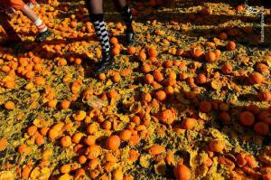 تصاویر| جنگ پرتقال‌