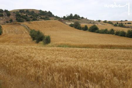 مبارزه با علف‌های هرز در ۱۳ هزار هکتار از مزارع گندم لرستان
