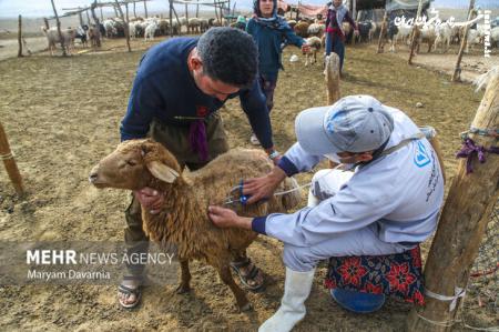 واکسیناسیون ۹۰۰ هزار راس دام توسط دامپزشکی لرستان