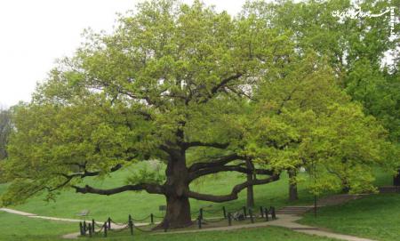  اینفوگرافیک/ معرفی درختان مناسب برای حیاط منزل
