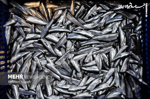 برپایی پنج نمایشگاه نوروزی عرضه محصولات شیلات در تهران