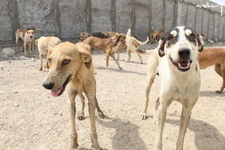 خانه ای جدید برای سگ‌های ولگرد تهران/ جزییات جمع آوری سگ‌ ها در سرخه حصار تهران