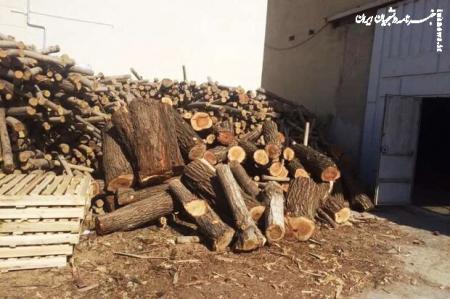 دستگیری ۱۲۹ قاچاقچی چوب در استان سمنان