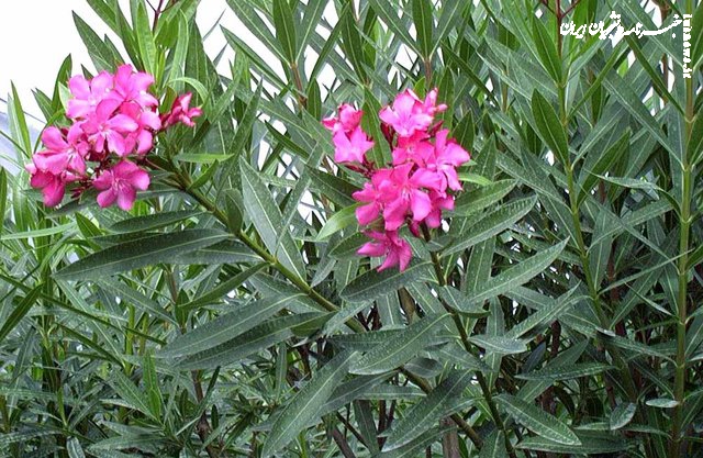 چه درخت‌هایی را در تهران نکاریم؟