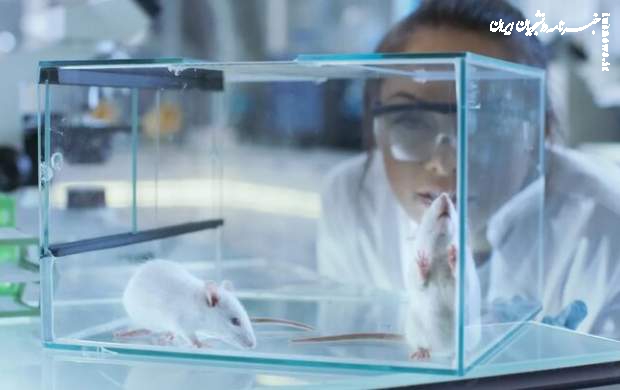 مهندسی ژنتیک موش‌های نابینا را درمان کرد