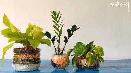  ۶ دلیل اصلی خشک شدن گیاهان آپارتمانی