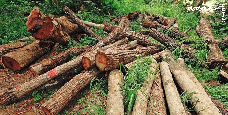 برخورد با تخلف جنگل‌خواری و زمین‌خواری