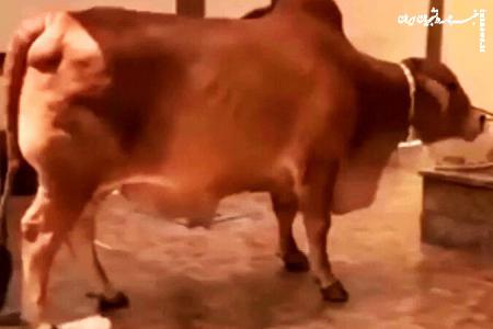 فیلم | لحظه وحشتناک لگد یک گاو به سینه مرد هندو