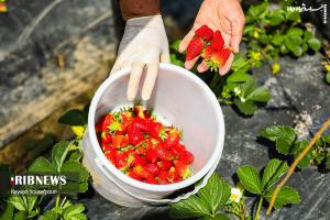 عکس| برداشت توت فرنگی از مزارع مازندران