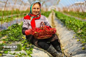 عکس| برداشت توت فرنگی از مزارع مازندران