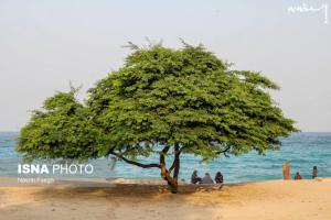 عکس| «خلیج‌فارس»‌ از قاب جزیره کیش