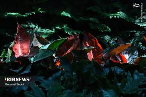 تصاویر| افتتاح نوزدهمین نمایشگاه بین‌المللی گل و گیاه تهران
