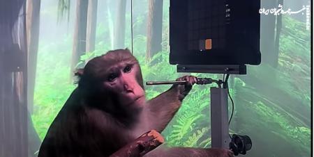 اتصال مغز میمون به رایانه برای نخستین بارتوسط چینی‌ها
