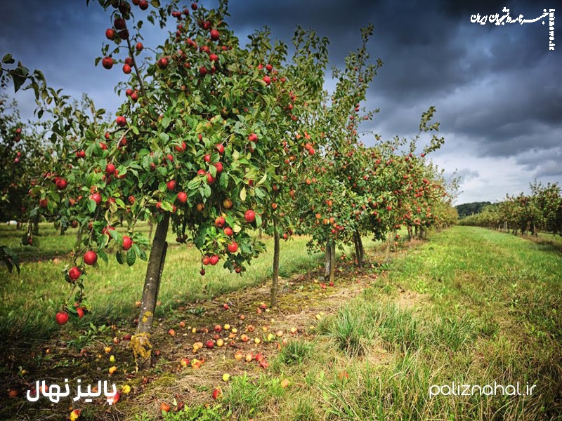 خرید نهال از برترین نهالستان خاورمیانه؛ سفری به سوی زیبایی طبیعت