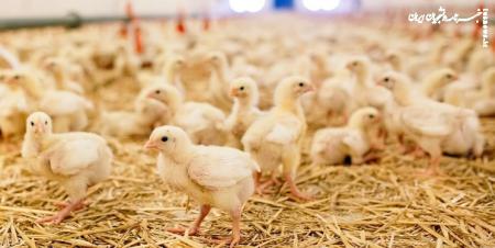 انتقاد کمیسیون کشاورزی به افزایش قیمت گوشت مرغ