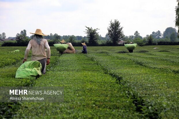 واردات چای تنظیم بازار منوط به خرید داخل