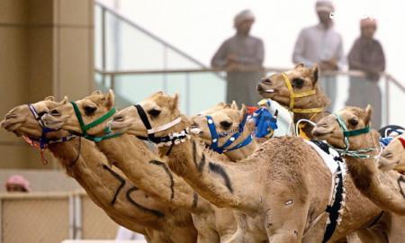 صحنه عجیب از زیپ لاین سواری شتر در امارات +فیلم