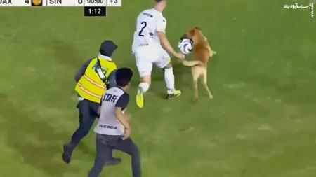 سگی که مسابقه فوتبال را بهم ریخت! +فیلم
