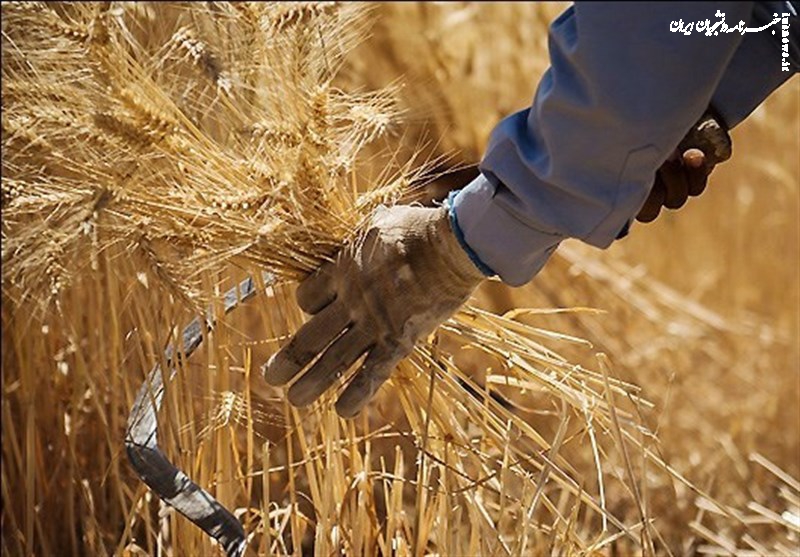 وزیر جهاد کشاورزی از کشاورزان عزیز عذرخواهی کند