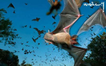 حمله ۳۰۰ هزار خفاش به شهری در استرالیا +فیلم