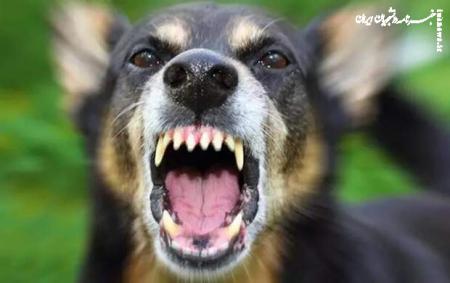 حمله سگ‌های ولگرد به کودک ۵ ساله در بوستان پردیسان