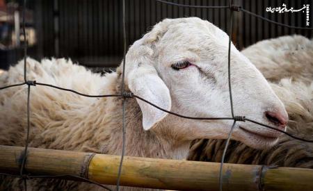 دلایل افزایش قیمت گوسفند زنده/ اخبار بازار دام زنده
