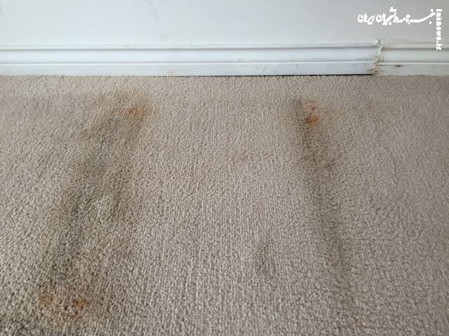 کپک زدن فرش را چگونه از بین ببریم؟