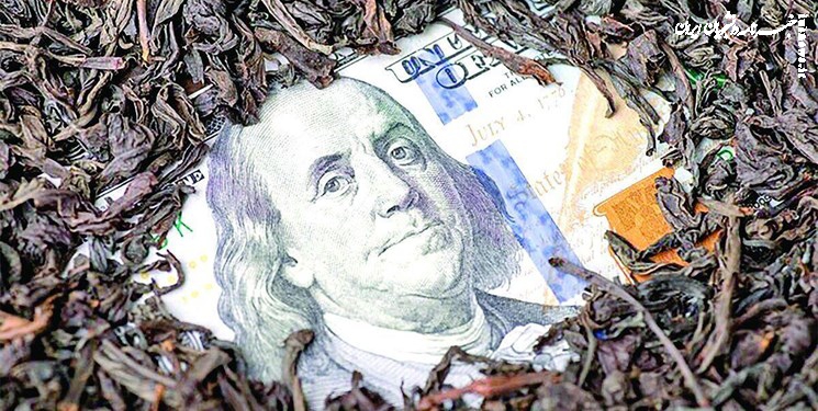  حتی یک دلار هم ارز ترجیحی به واردات چای ندادیم 