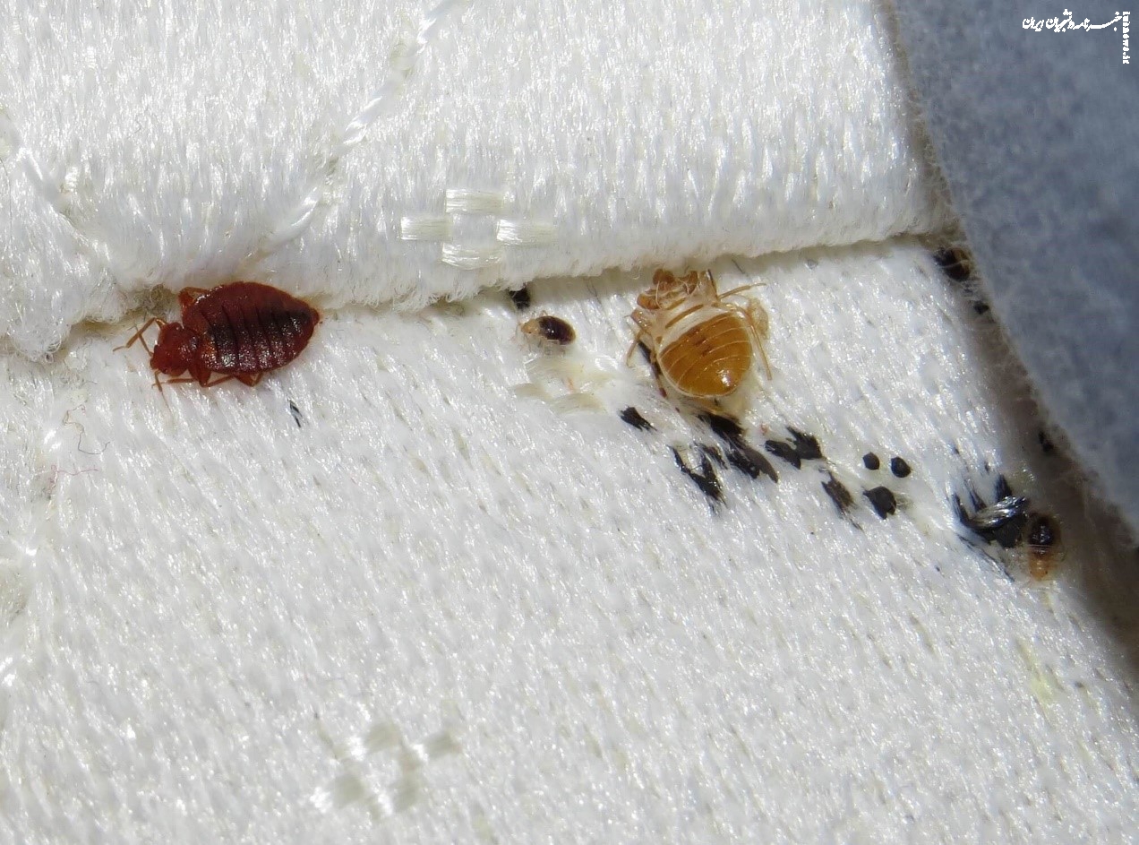 بیشتر شدن ساس در تهران و درمان قطعی ساس با سم ساس‌کش پیرانا