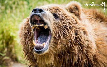 فیلم لحظه حمله وحشیانه خرس به مجری 