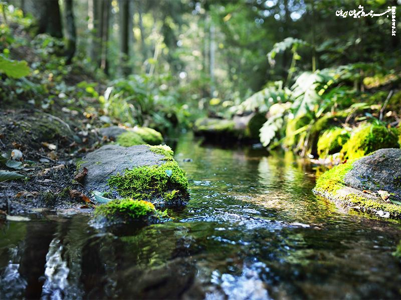 سفر به جنگل جیغ مشهد، جاذبه ای که کمتر کسی می‌شناسد!