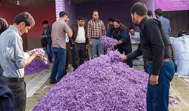 جشن برداشت زعفران در ایران