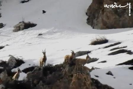تصاویری زیبا از زندگی سلاطین کوهستان در ارتفاعات سوادکوه +فیلم