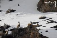 تصاویری زیبا از زندگی سلاطین کوهستان در ارتفاعات سوادکوه +فیلم